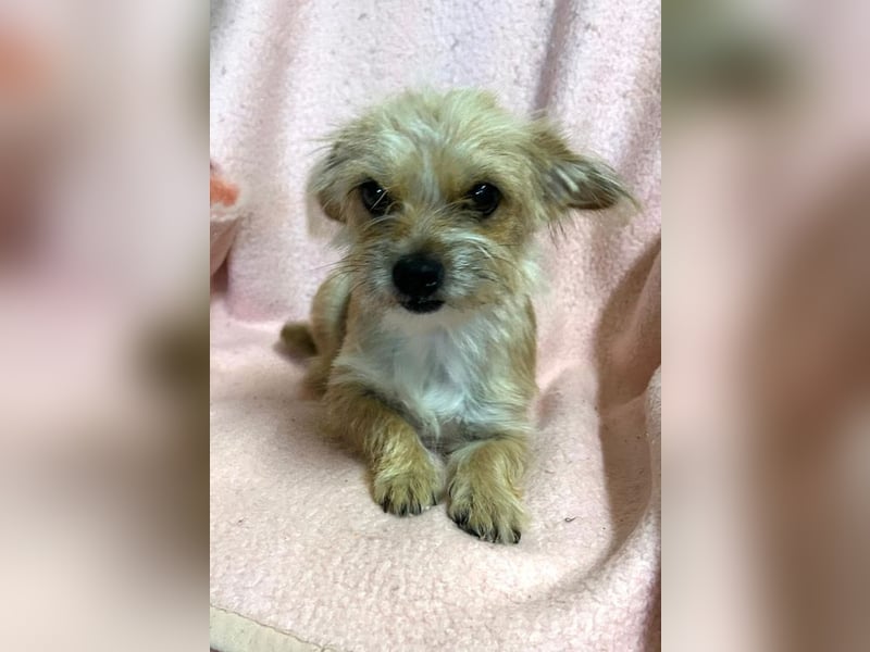 Chip-Nr. 230265 - dieses kleine Hundemädel träumt von einem liebevollen Für-Immer Zuhause