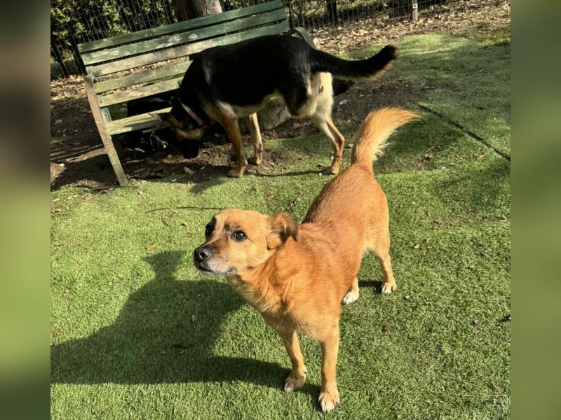 KOKO - der liebe, menschenbezogene Rüde mag Artgenossen und wünscht sich so sehr ein neues Zuhause!