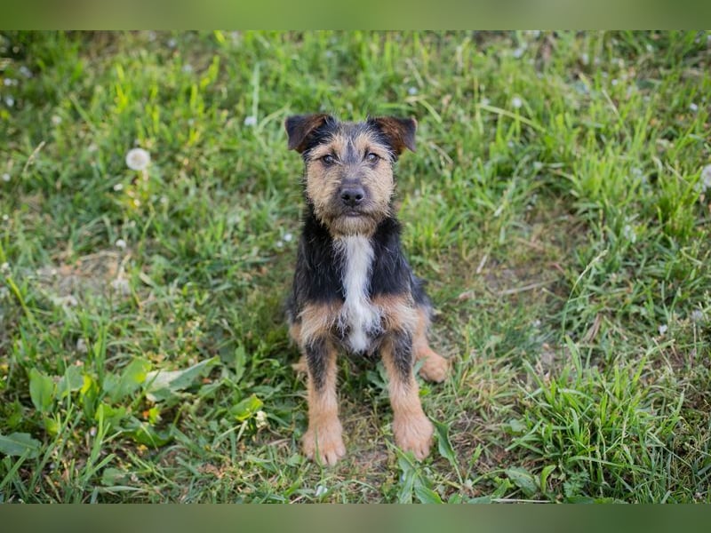 PERCY - der liebe Junghund mag Menschen und Artgenossen und sucht ein tolles Zuhause