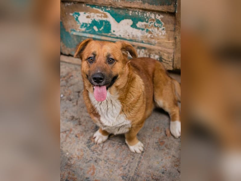 Chip Nr. 271422 - schenkst du mir dein Herz und ein Zuhause?