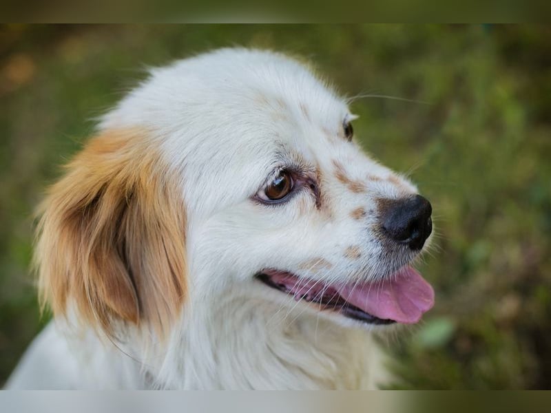 Chip 267755 - der Goldige sucht eine eher fröhliche Familie, die sich gerne mit ihm beschäftigt