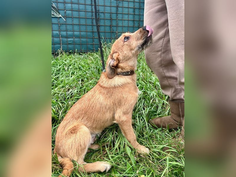 PANCHO - ich freue mich auf tolle Abenteuer mit meinen Menschen!