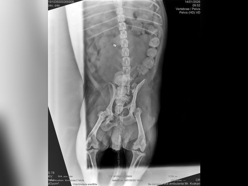 BILBO - der liebe, kleine Senior träumt von einem eigenen, liebevollen Zuhause!