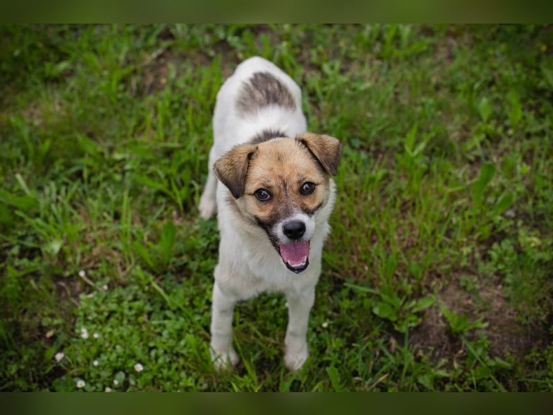 Welpenmädchen Chip 291057 - wo ist meine Familie?