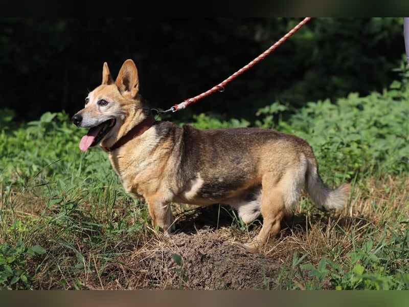 EDO - der liebe und anspruchslose Senior möchte seine Rente bei einer lieben Familie verbringen!