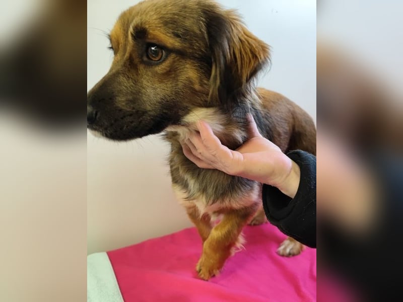 ZIWA - die liebe, dankbare und verschmuste Maus träumt von einem liebevollen Zuhause!