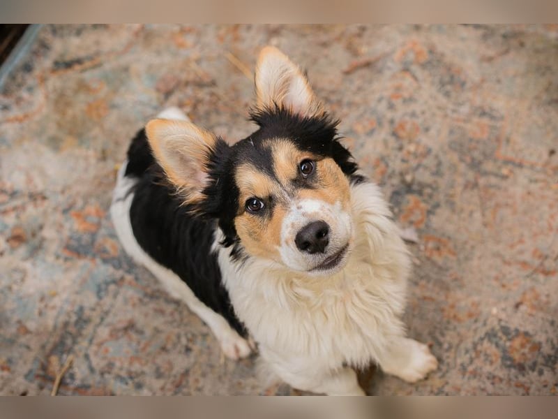 GINO - der kleine Mann möchte mit seinen Menschen die Welt entdecken!