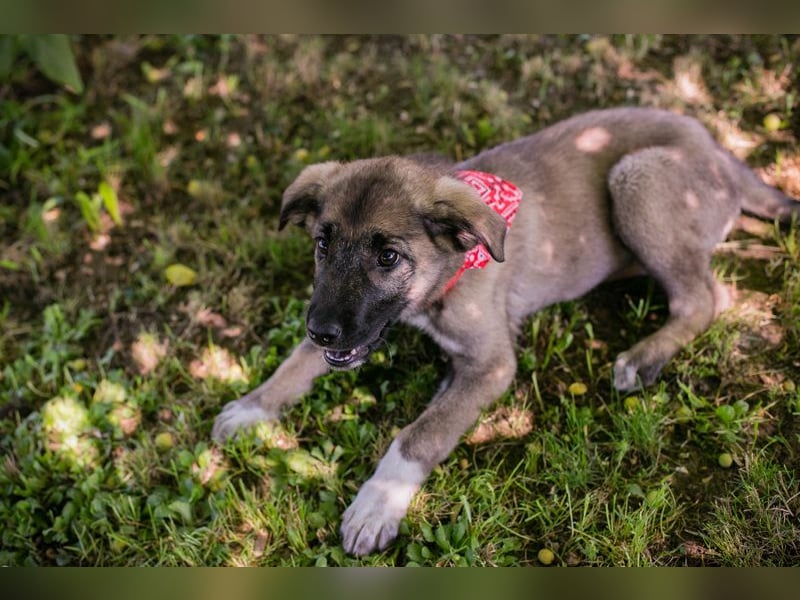 Welpe 284062 - sucht Familie und eine Namenspatenschaft