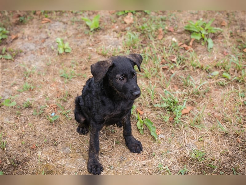 Welpe JETTE - die fröhliche kleine Maus möchte mit ihren Menschen die Welt entdecken!