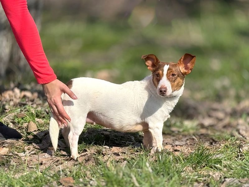 RAISHA - spazieren, lernen, kuscheln - wir suchen hier eine unternehmungslustige Familie!