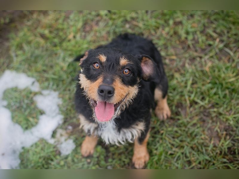 JETTE - schenkst DU mir dein Herz und ein tolles Zuhause?