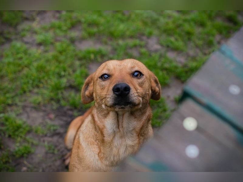 SABRINA - ich bin bereit für meine Menschen!