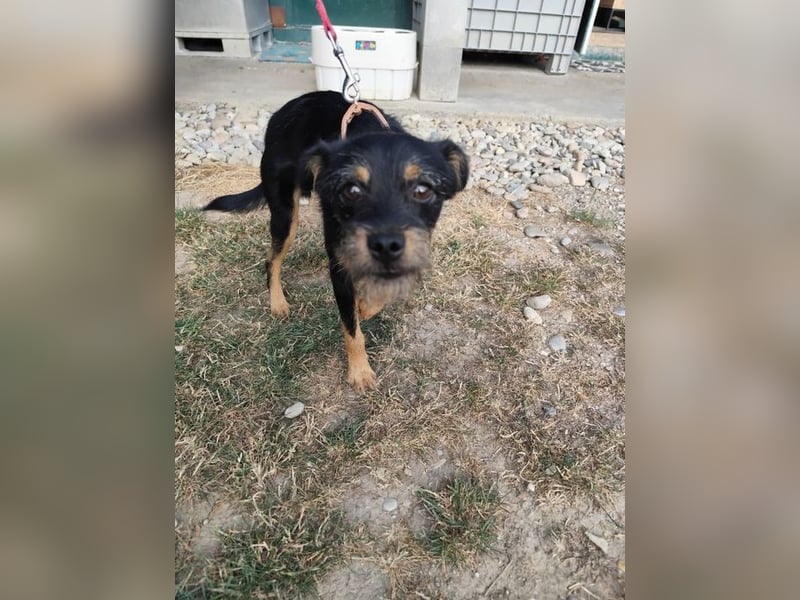 MELEK - der kleine Hundemann träumt von einem liebevollen Für-Immer Zuhause!