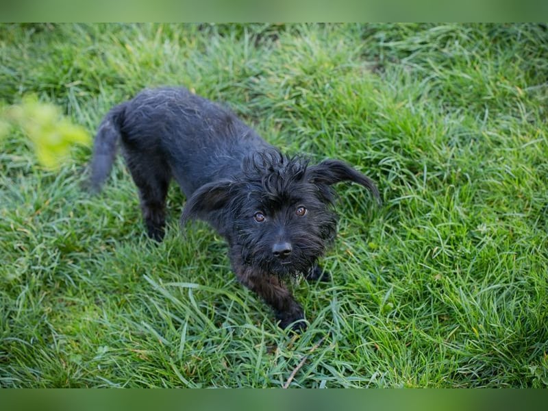 GRUMPY - die kleine Strubbelmaus sucht ein liebevolles Zuhause!