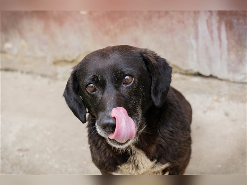 Zera - Aktiv, freundlich, schmusig.....sucht ihr Für-immer-Zuhause