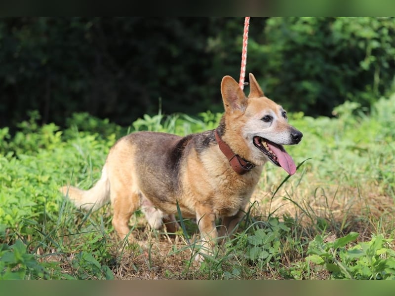 EDO - der liebe und anspruchslose Senior möchte seine Rente bei einer lieben Familie verbringen!