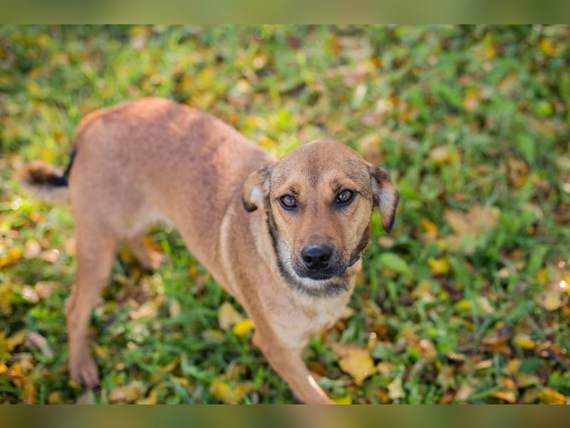 RIEKE - welche liebe Familie schenkt mir ihr Herz und ein Zuhause?