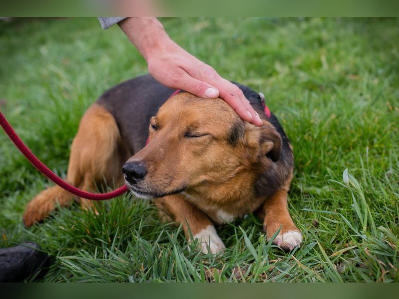 Chip-Nr. 271673 - ich suche eine fröhliche Familie, die mit mir die Welt erobert!
