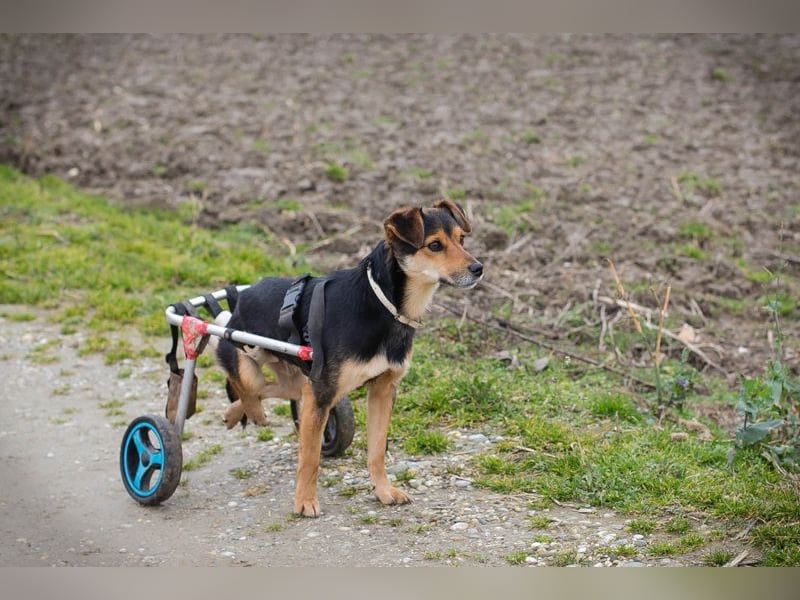 ROBY - der lebensfrohe, verschmuste Rüde mit Handicap träumt von einer eigenen Familie