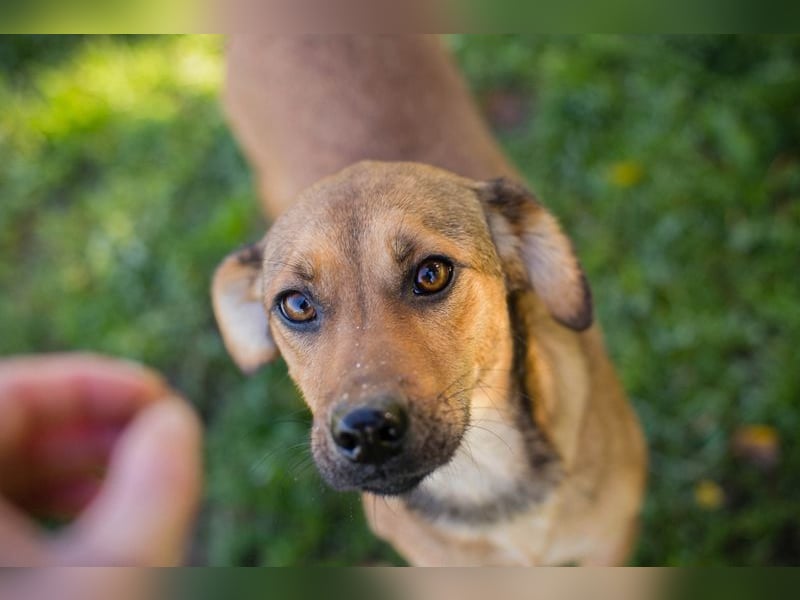 RIEKE - welche liebe Familie schenkt mir ihr Herz und ein Zuhause?