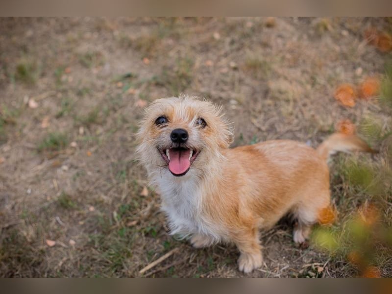 Chip-Nr. 230265 - dieses kleine Hundemädel träumt von einem liebevollen Für-Immer Zuhause