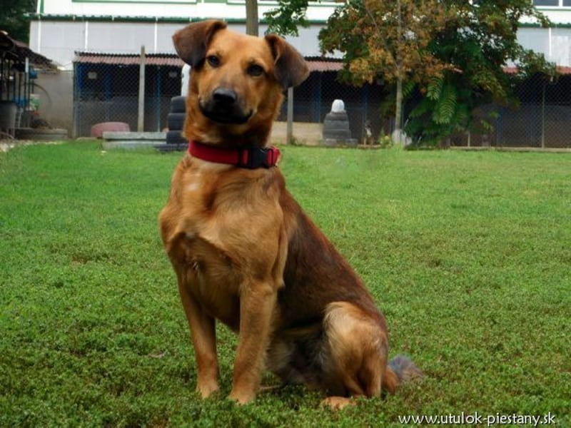 YON - der hübsche Rüde hat einen etwas schwierigen Charakter - wer gibt ihm eine Chance?