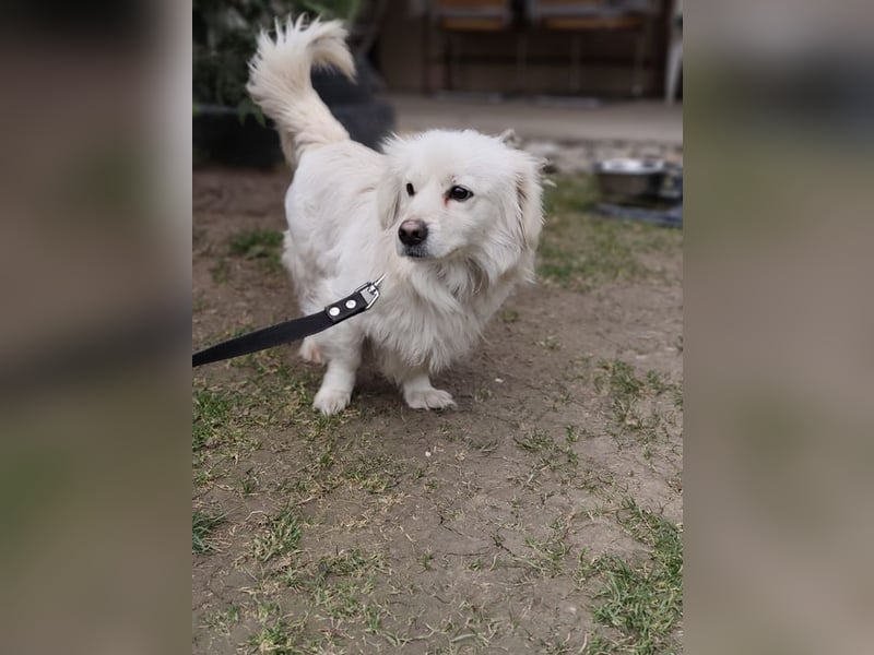 RASTI - ich freue mich auf ein liebevolles Für-Immer Zuhause!