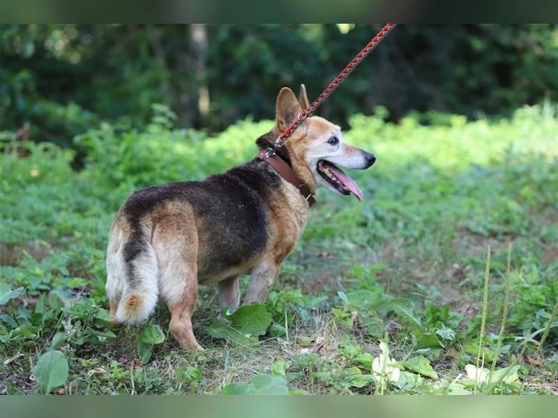 EDO - der liebe und anspruchslose Senior möchte seine Rente bei einer lieben Familie verbringen!