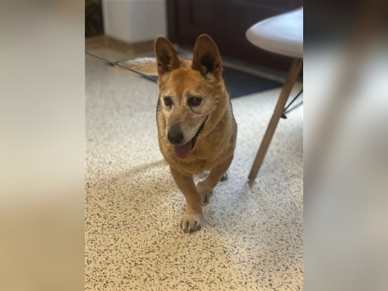 EDO - der liebe und anspruchslose Senior möchte seine Rente bei einer lieben Familie verbringen!