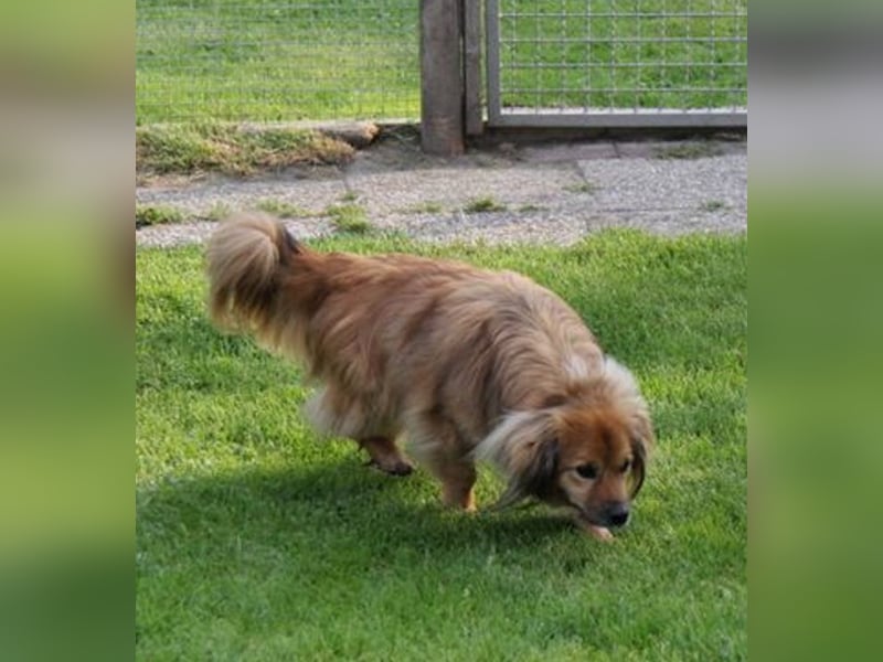 ROBY - bei Unbekanntem bin ich zurückhaltend, habe ich aber Vertrauen lasse ich mich gerne kraulen