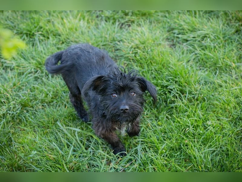 GRUMBY - die kleine Strubbelmaus sucht ein liebevolles Zuhause!