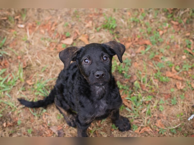 Welpe JETTE - die fröhliche kleine Maus möchte mit ihren Menschen die Welt entdecken!