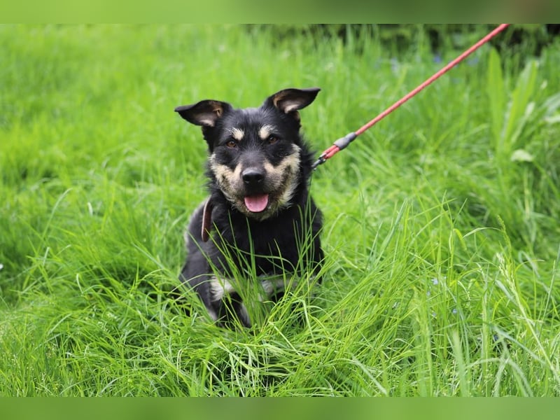 FREDY - das fröhliche und freundliche Kerlchen träumt von einem lieben Für-Immer Zuhause