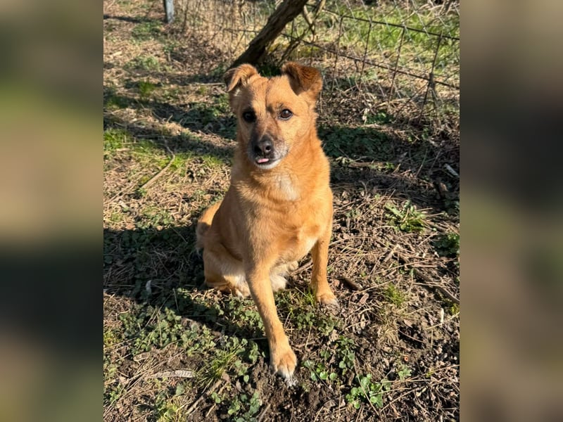 KOKO - der liebe, menschenbezogene Rüde mag Artgenossen und wünscht sich so sehr ein neues Zuhause!