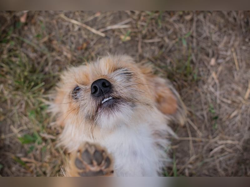 Chip-Nr. 230265 - dieses kleine Hundemädel träumt von einem liebevollen Für-Immer Zuhause