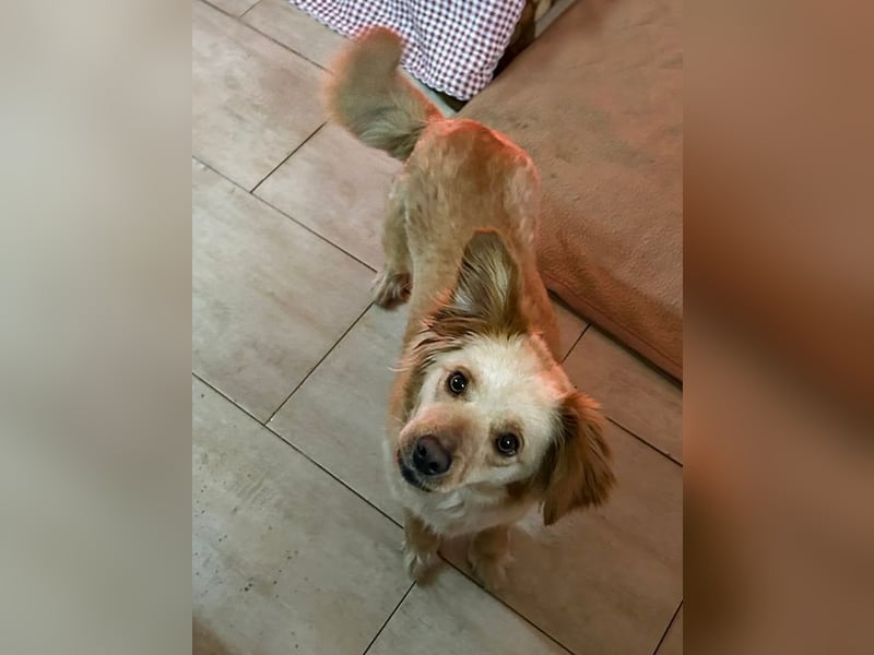 FEE - die süße Zaubermaus freut sich auf ein tolles Für-Immer Zuhause!