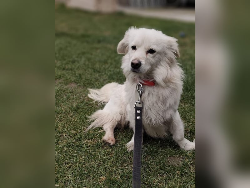 RASTI - ich freue mich auf ein liebevolles Für-Immer Zuhause!