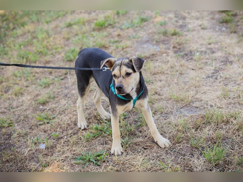 Sime sucht ein Zuhause, aber bitte eines ohne Kleintiere