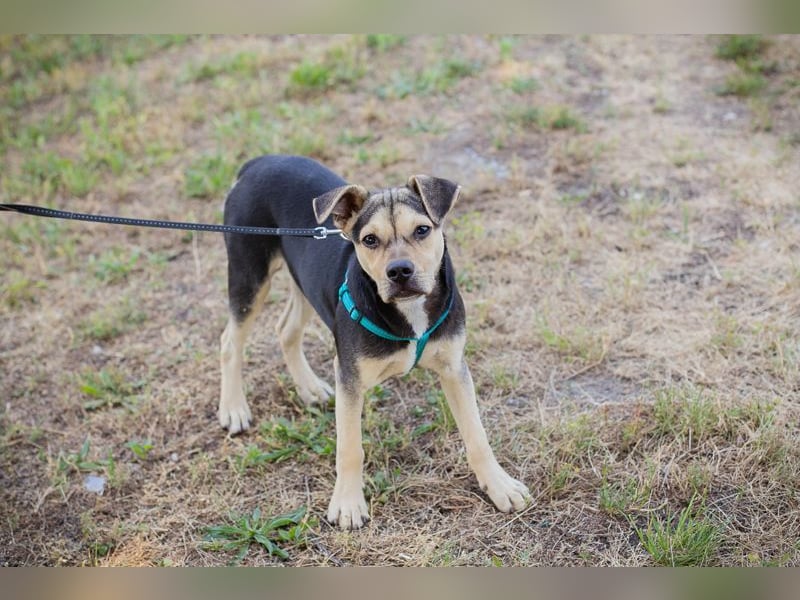 Sime sucht ein Zuhause, aber bitte eines ohne Kleintiere