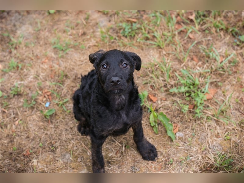 Welpe JETTE - die fröhliche kleine Maus möchte mit ihren Menschen die Welt entdecken!