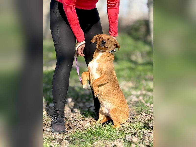 RASHID - der ruhige und gemütliche Rüde träumt von einem liebevollen Zuhause!