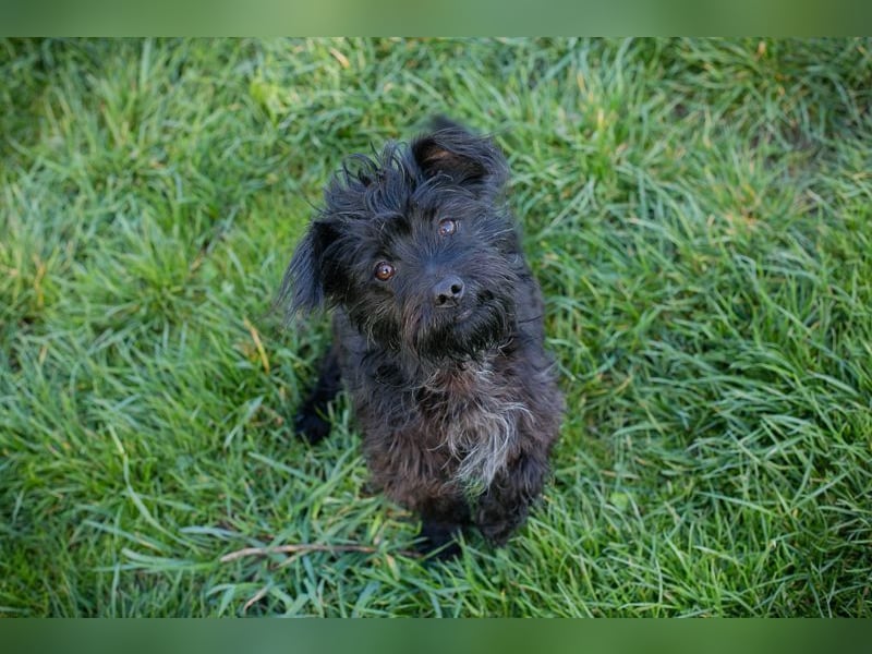 GRUMPY - die kleine Strubbelmaus sucht ein liebevolles Zuhause!