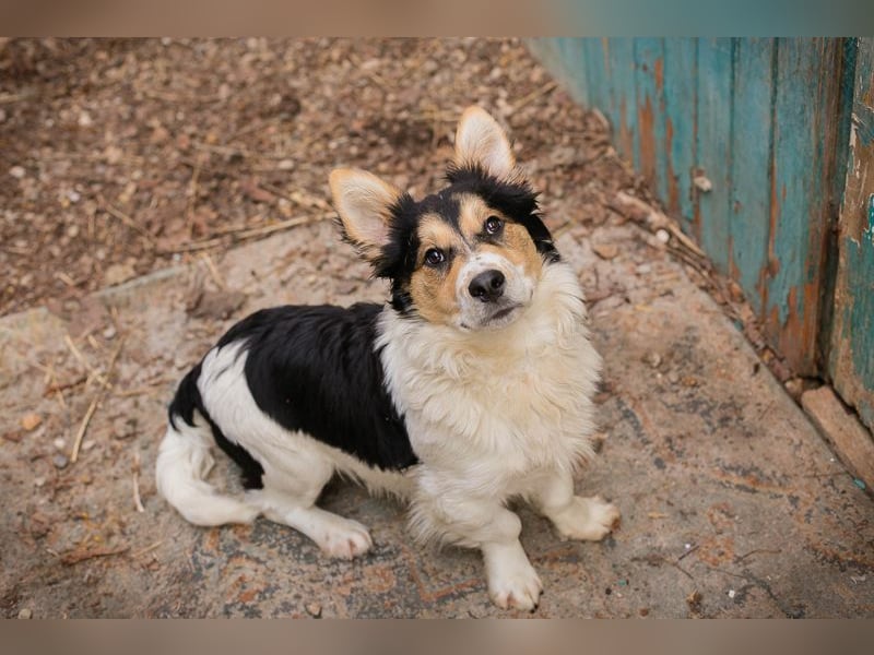 GINO - der kleine Mann möchte mit seinen Menschen die Welt entdecken!