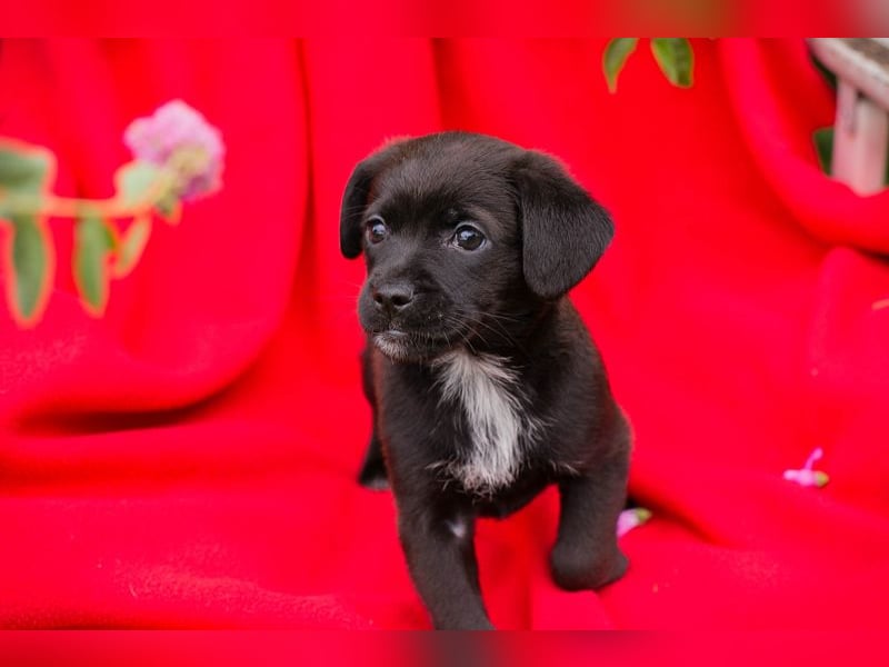 Chip 258244 - goldiges kleines Welpenmädchen