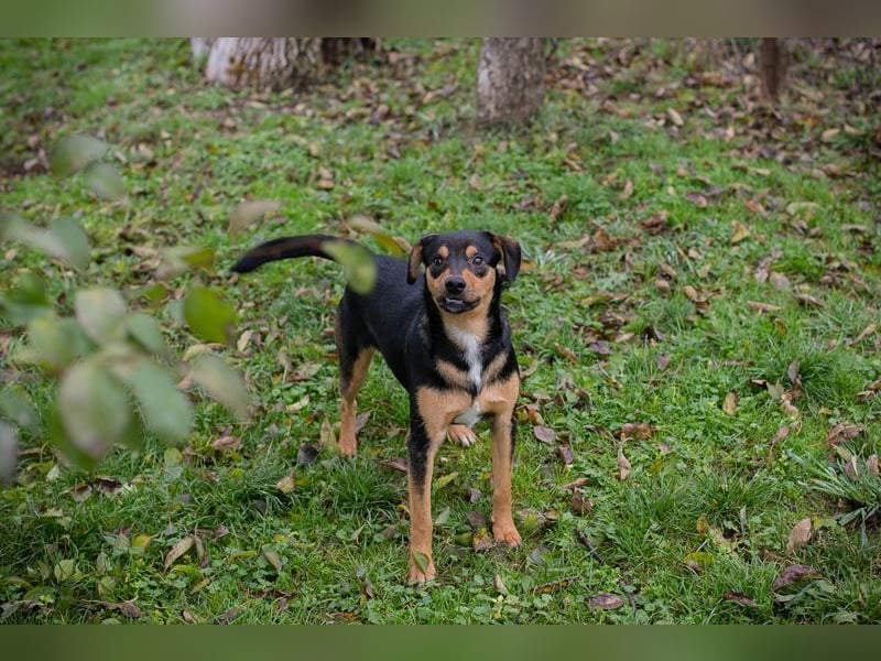 DAVY - der hübsche und aktive Junghund freut sich auf tolle Abenteuer!
