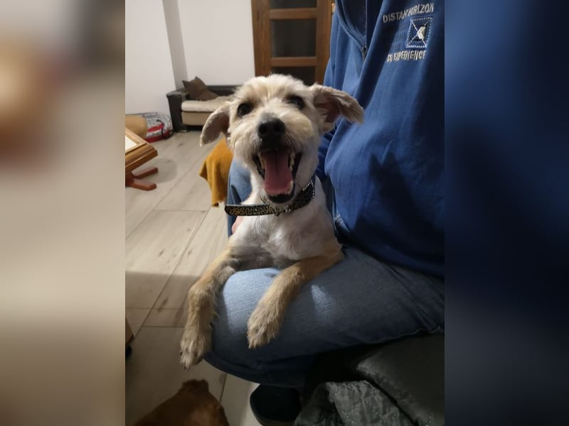 BENY - wer möchte dem neugierigen, unternehmungslustigen Rüden die Welt zeigen?