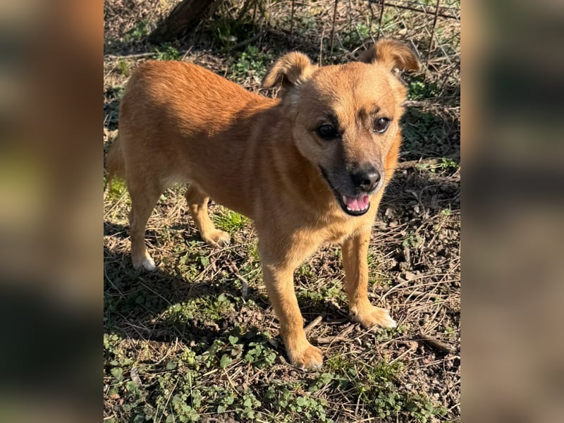 KOKO - der liebe, menschenbezogene Rüde mag Artgenossen und wünscht sich so sehr ein neues Zuhause!