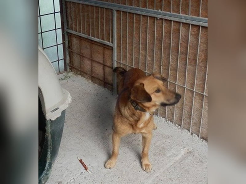 YON - der hübsche Rüde hat einen etwas schwierigen Charakter - wer gibt ihm eine Chance?