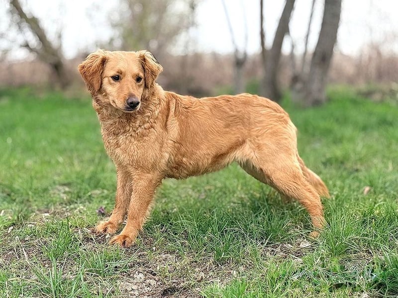 TIANA - ich freue mich auf viele glückliche Stunden mit meinen Menschen!