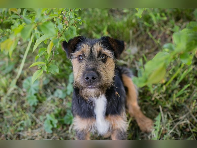 PERCY - der liebe Junghund mag Menschen und Artgenossen und sucht ein tolles Zuhause